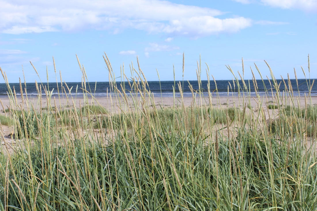 Marram grass on the beach at Tentsmuir, Fife