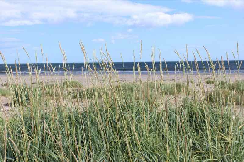 Marram grass on the beach at Tentsmuir, Fife